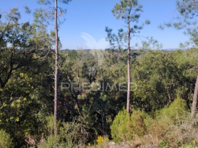 Terreno venda em Vale de Mestre, Constância