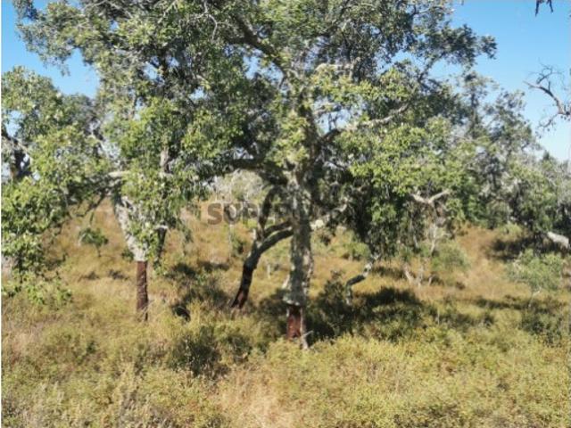Terreno venda em Santiago Do Cacém, Setúbal