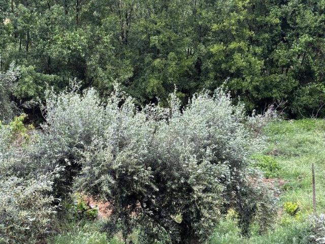 Terreno venda em Castelo Branco