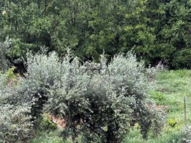 Terreno venda em Castelo Branco