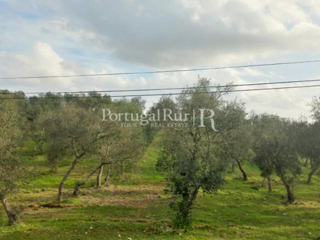 Terreno venda em Serpa (Salvador e Santa Maria), Serpa