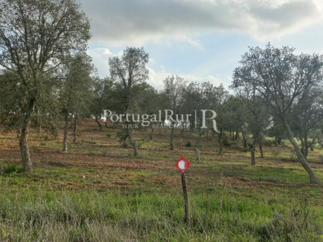 Terreno venda em Serpa (Salvador e Santa Maria), Serpa