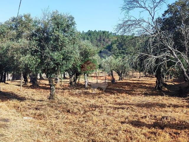 Terreno venda em Castelo Branco, Cumeada