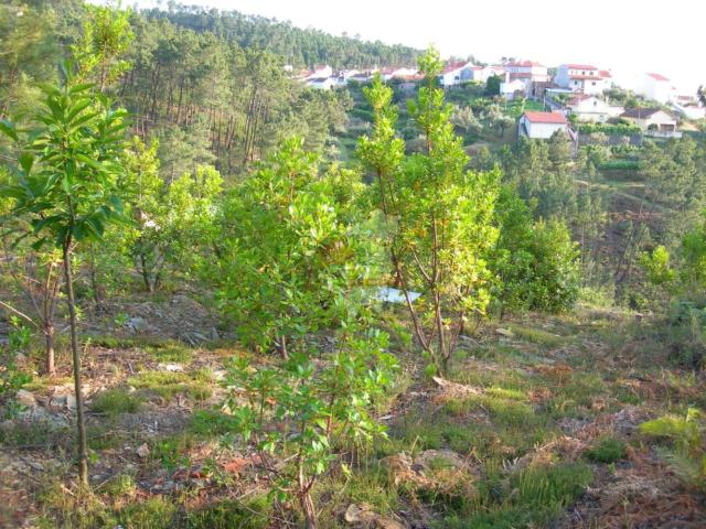 Terreno venda em Castelo Branco, Cumeada