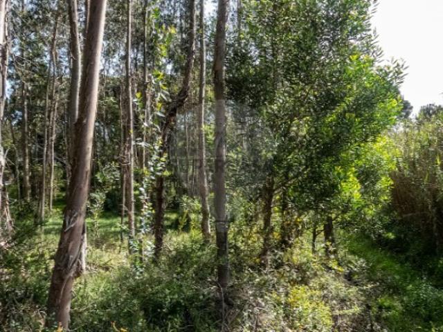 Terreno venda em Tavarede, Figueira da Foz