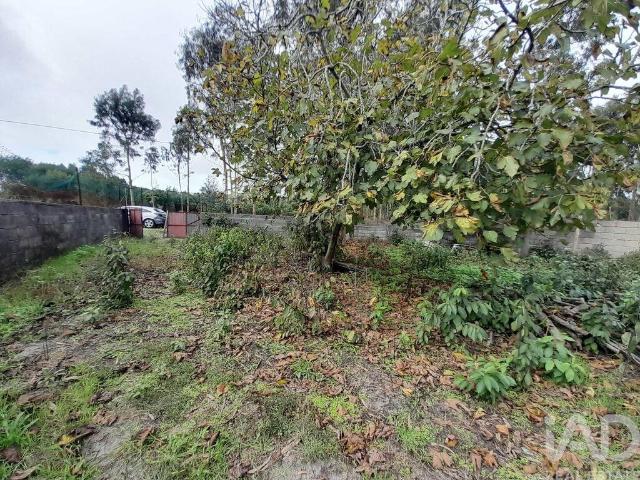 Terreno venda em Cantanhede, Coimbra