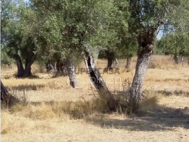 Terreno venda em Alcácer Do Sal, Setúbal
