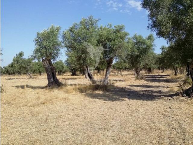 Terreno venda em Alcácer Do Sal, Setúbal