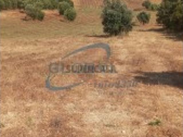 Terreno venda em Torres Novas