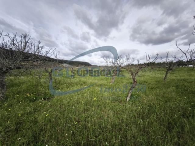 Terreno venda em Torres Novas