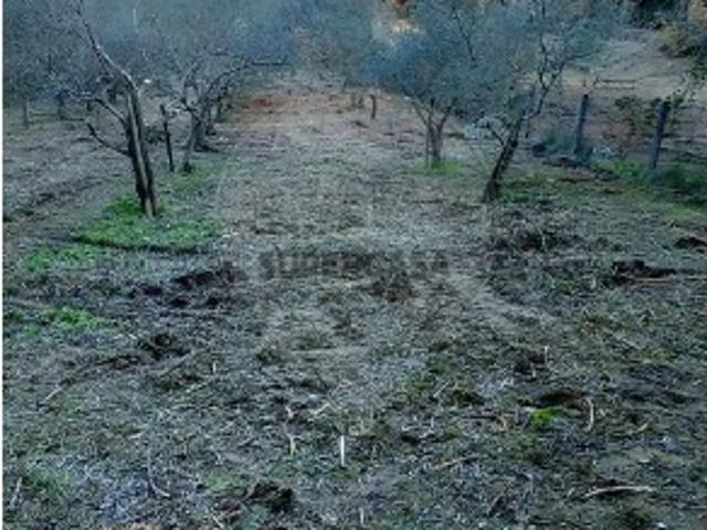 Terreno venda em Torres Novas, Santarém