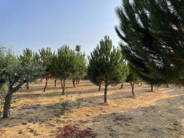Terreno venda em Guarda, Seia