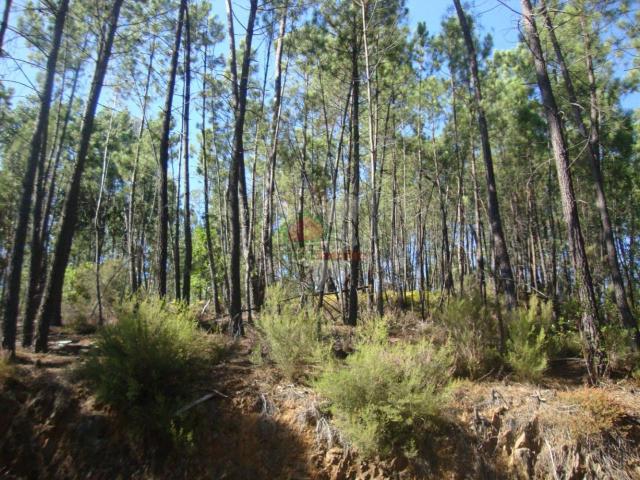 Terreno venda em Castelo Branco, Cumeada