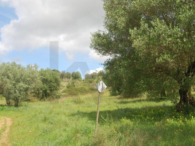 Terreno venda em Torres Novas, Santarém