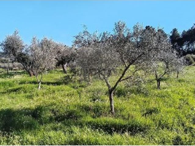 Terreno venda em Argeriz, Vila Real