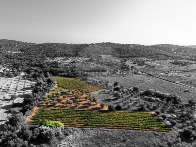 Terreno venda em Vidigueira, Beja