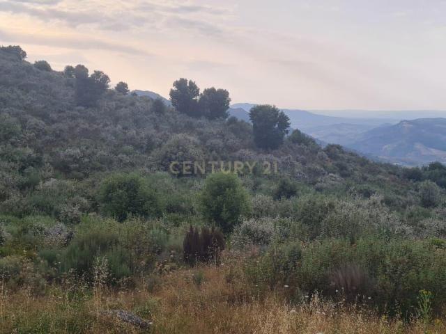 Terreno venda em Vila Flor, Bragança