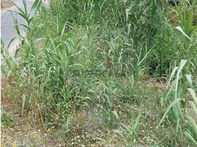 Terreno venda em Alagoachos, Odemira