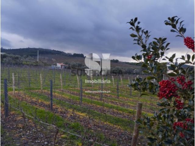 Terreno venda em Sabrosa, Vila Real