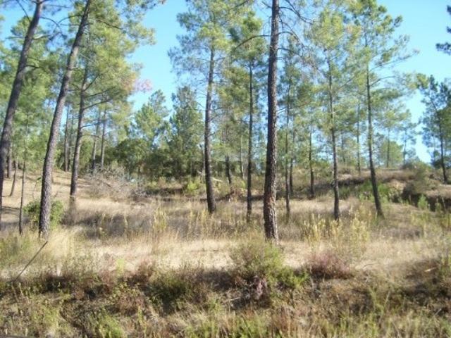 Terreno venda em Tomar, Vermoeiros Terreno venda em Tomar, Vermoeiros