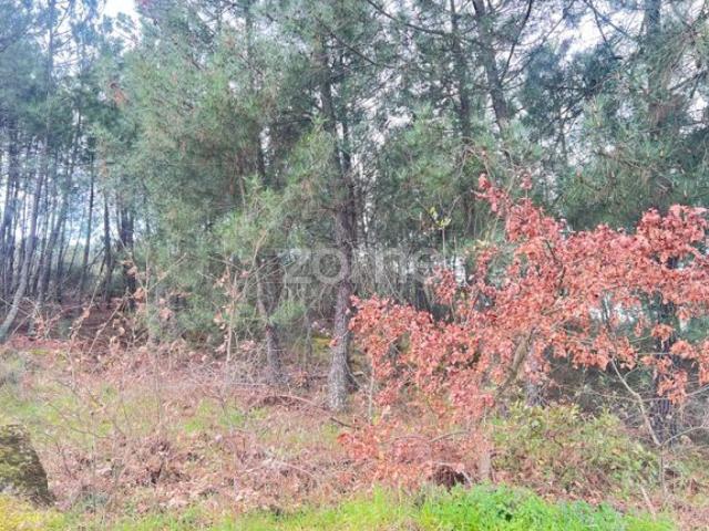 Terreno venda em Vila Real