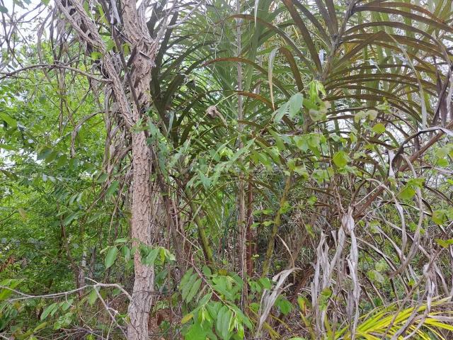 Terreno venda em Região Geográfica Imediata de Timon, Matões