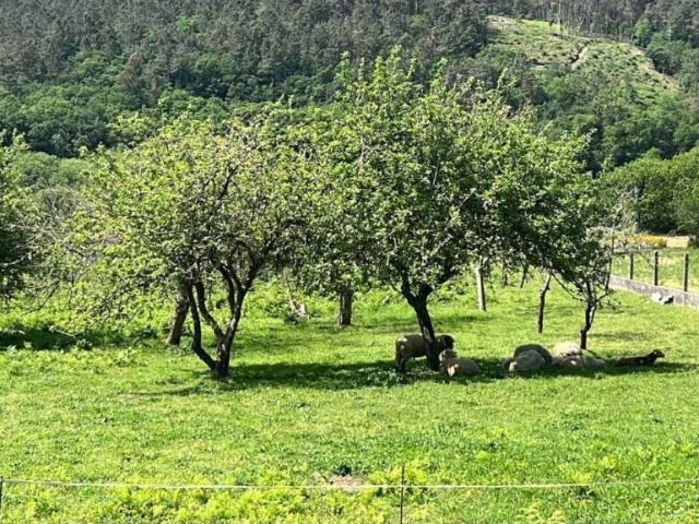 Terreno en alquiler en Tabeirós - Terra de Montes, Galicia
