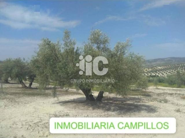 Terreno en alquiler en Baena, Andalucía