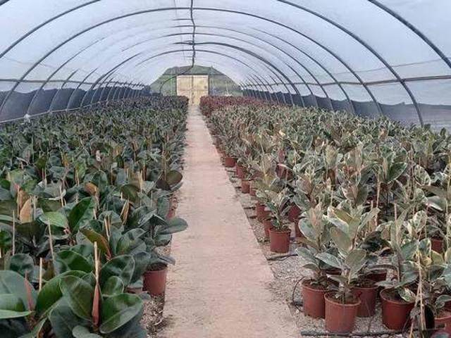 Terreno en alquiler en el Camp de Morvedre, Valencia