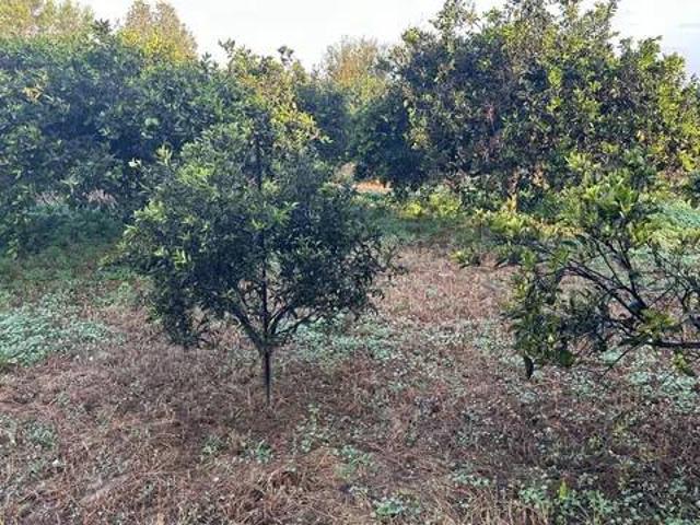 Terreno en alquiler en el Baix Segura / La Vega Baja, Valencia