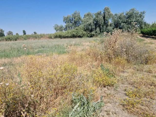 Terreno en alquiler en La Coronada, Extremadura