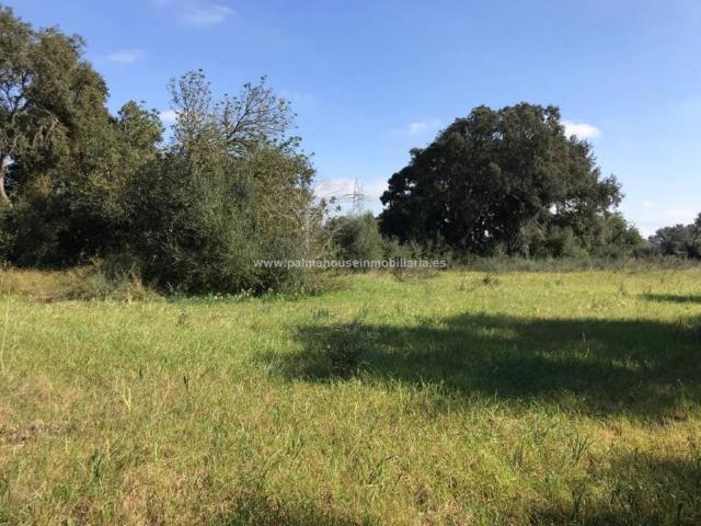 Terreno en alquiler en Pla de Mallorca, Baleares