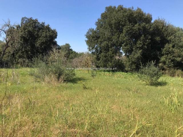 Terreno en alquiler en Pla de Mallorca, Baleares