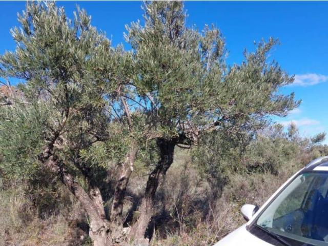 Terreno en alquiler en Loranca De Tajuña, Castilla-La Mancha