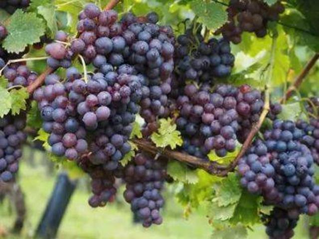 Terreno en alquiler en Murcia