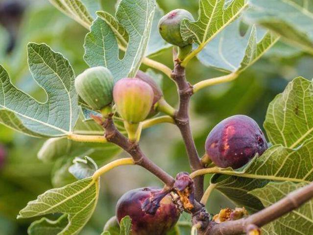 Terreno en alquiler en San José Obrero, Murcia