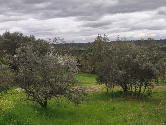 Terreno en alquiler en San Román De Los Montes, Castilla-La Mancha