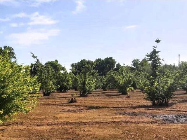 Terreno en alquiler en la Xamora, Alt Camp