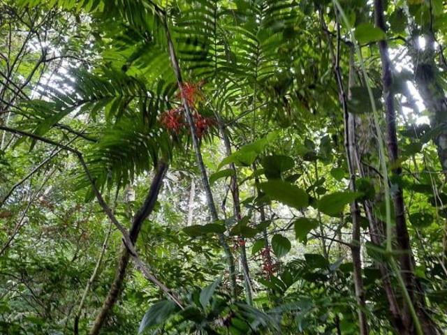 Terreno en Armando Zebadua, Ocozocoautla, Chiapas