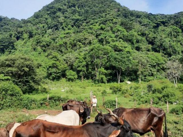 Terreno en Armando Zebadua, Ocozocoautla, Chiapas