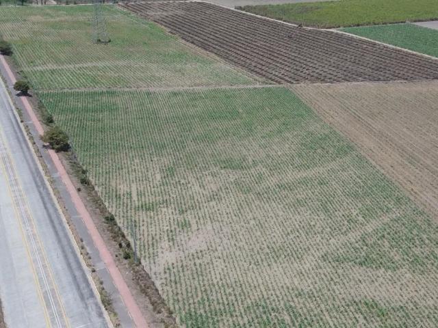 Terreno en renta en Xalisco, Nayarit