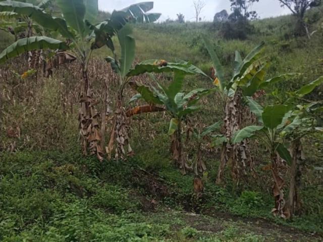 Terreno en venta en Caripe, Monagas