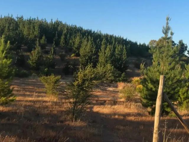 Terreno en venta en Cauquenes, Maule