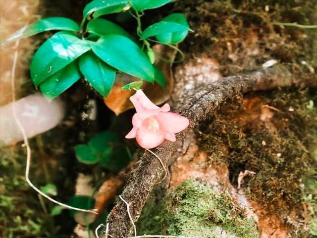 Terreno en Cauquenes