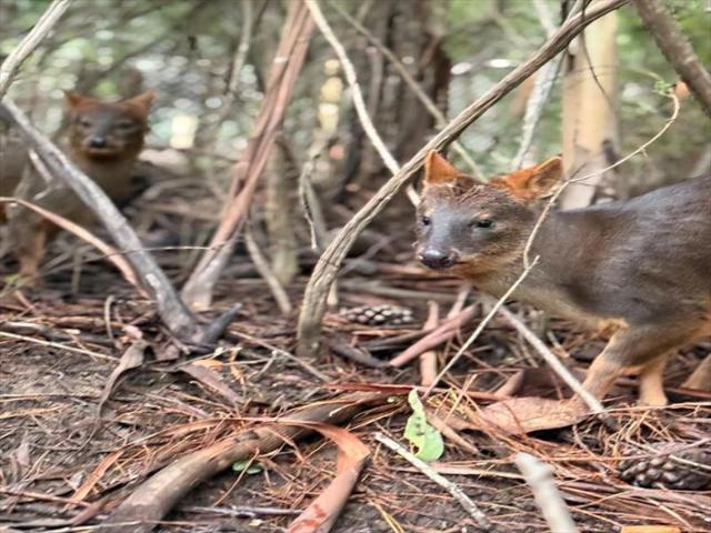 Terreno en Cauquenes