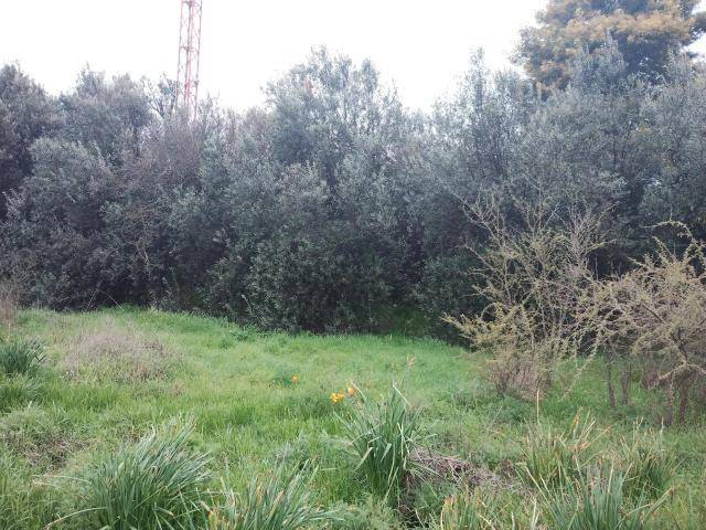 Terreno en Cauquenes