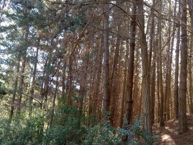 Terreno en Chanco