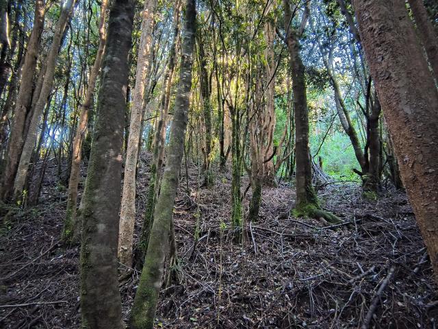 Terreno en Chonchi
