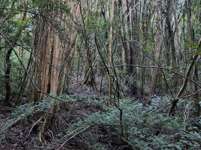 Terreno en Chonchi
