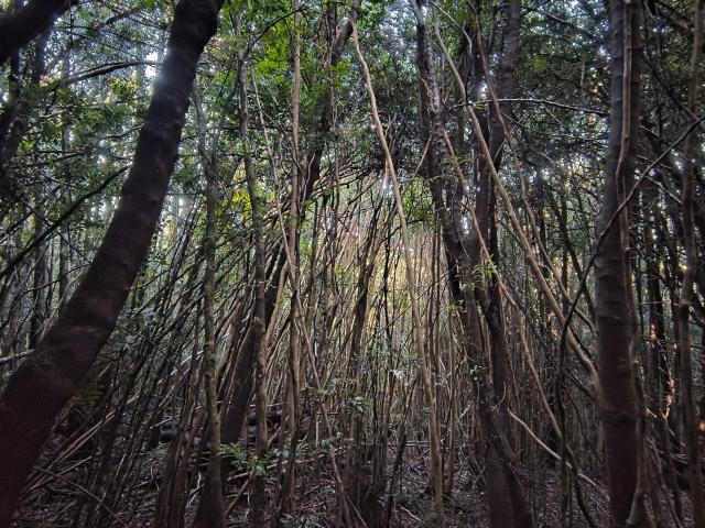 Terreno en Chonchi